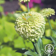 Queen Lime blush Zinnia Flower