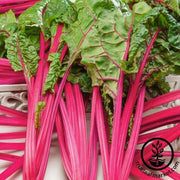 Swiss Chard Seeds - Flamingo