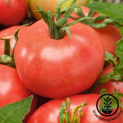 Tomato Seeds - Red Peach