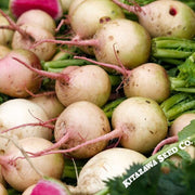 Radish Seeds - Watermelon