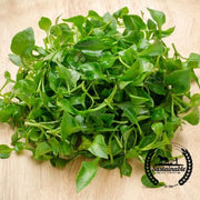 Cress Seeds - Curled (Organic)