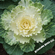 Flowering Cabbage Seeds - Osaka Series