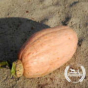 Squash Seeds - Winter - Pink Banana Jumbo (Organic)