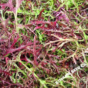 Mustard Seeds - Mizuna Red Streaks (Organic)