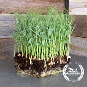 Pea - Yellow (Organic) - Microgreens Seeds