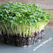 Radish - Red Daikon (Ostergruss Rosa) - Microgreens Seeds