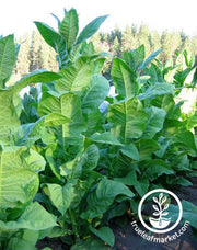 Bamboo Shoot Tobacco Seeds