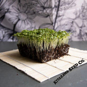 Mustard Seeds - Tsa Tsai Round - Microgreens Seeds