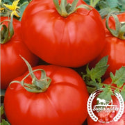 Tomato Seeds - Ace 55 VF (Organic)