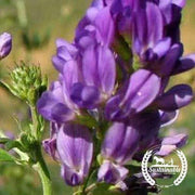 Organic Allstar Alfalfa Seeds