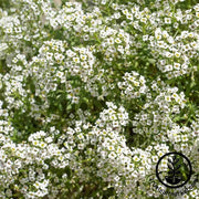 Carpet of Snow Alyssum Flower Seeds