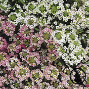 Alyssum Easter Bonnet Series Easter Basket Mix Seed