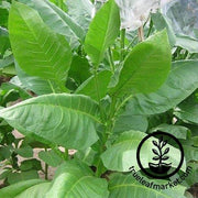 American 572 Tobacco Seeds