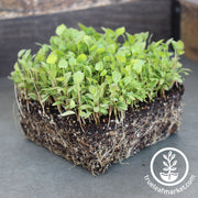 Anise Microgreens