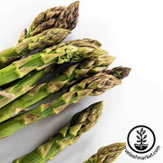 Asparagus Garden Seeds - UC 72