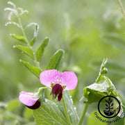 Austrian Field Pea Cover Crop Seeds