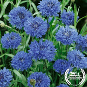 Bachelor Buttons Seeds - Jubilee - Organic