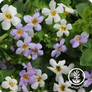 Bacopa Utopia Bluetopia Flower Seeds