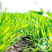 Barley Cover Crop Organic