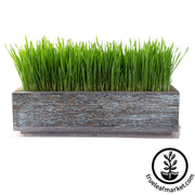 Barnwood Planter Organic Wheatgrass Kit aged grown white background