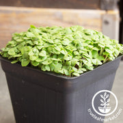 basil lettuce leaf microgreens