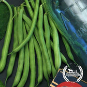 Organic Blue Lake Bush Bean Seeds