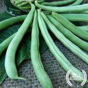 Organic Tendergreen Bush Bean Seeds