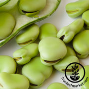 Aquadulce Fava Bean Garden Seeds