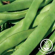 Kentucky Wonder Bush Beans