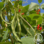 Bean - Pole - Scarlet Runner Garden Seed