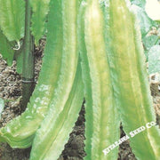 Winged Bean Seeds