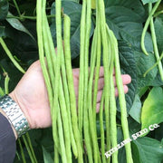 Yard Long Bean - You Fong Wong