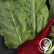 Lutz Green Leaf Beet Seeds