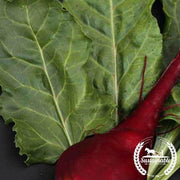 Organic Lutz Green Leaf Beet Seeds