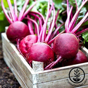 Beet - Ruby Queen Garden Seed