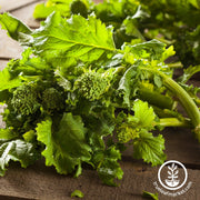 early fall rapini broccoli raab