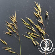 Bunker Triticale Seeds - Non-GMO