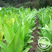 Burley 21 Tobacco Seeds