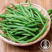 Bean - Bush - Harvester Garden Seed