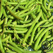 Bean - Bush - Provider treated Garden Seeds