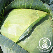 All Seasons Cabbage Seeds