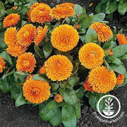 Calendula Bon Bon Series Orange Seed