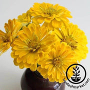 canary bird zinnia