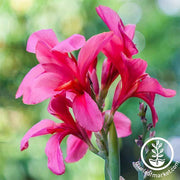 Canna Tropical Series Rose Garden Seed