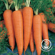 Carrot - Danvers 126 Garden Seed