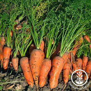 Carrot Royal Chantenay Seeds