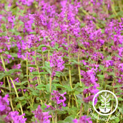 Cat Mint Herb Seeds - Pink Cat