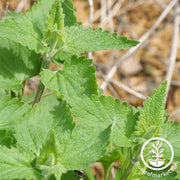 Catnip Herb Seed