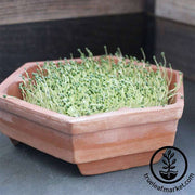 Chia - White (Organic) - Sprouting Seeds