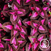 Coleus Chocolate Covered Cherry Seed